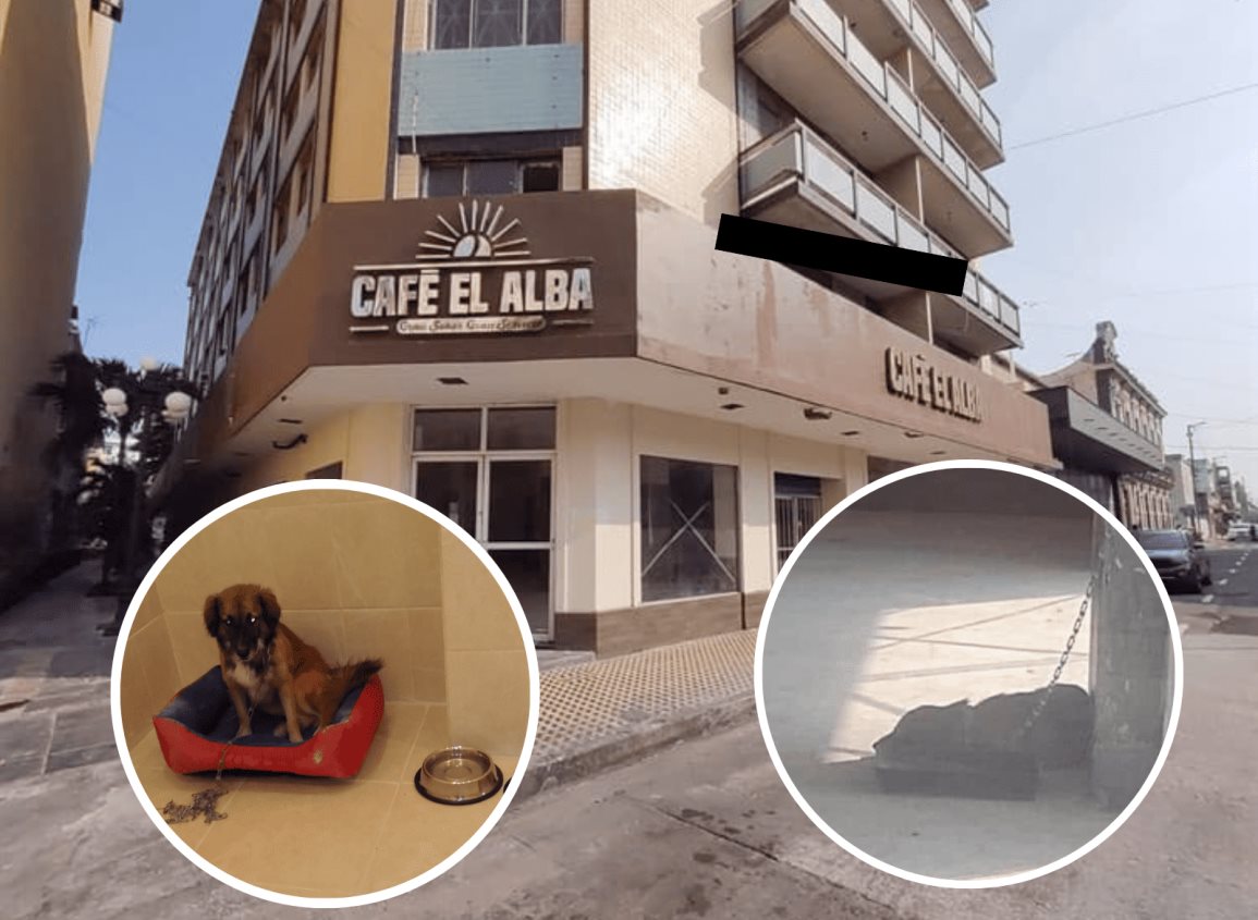 Se revela la verdadera situación de la perrita encadenada en un café de Veracruz