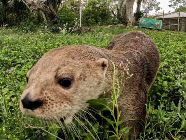 Despiden a Max la nutria que será reubicada por seguridad