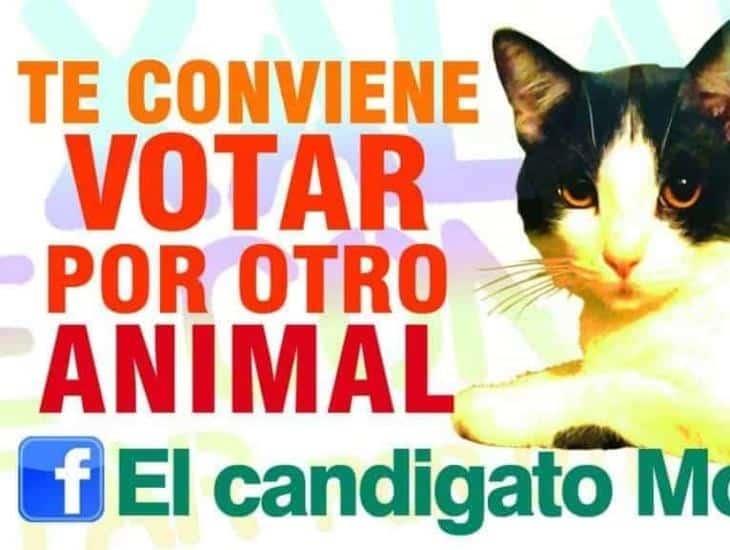 No es broma: Hace 10 años un gato fue candidato para el proceso electoral 2013 en Xalapa