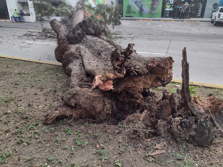 Caos vial en avenida Salvador Díaz Mirón por caída de árbol (+Video)