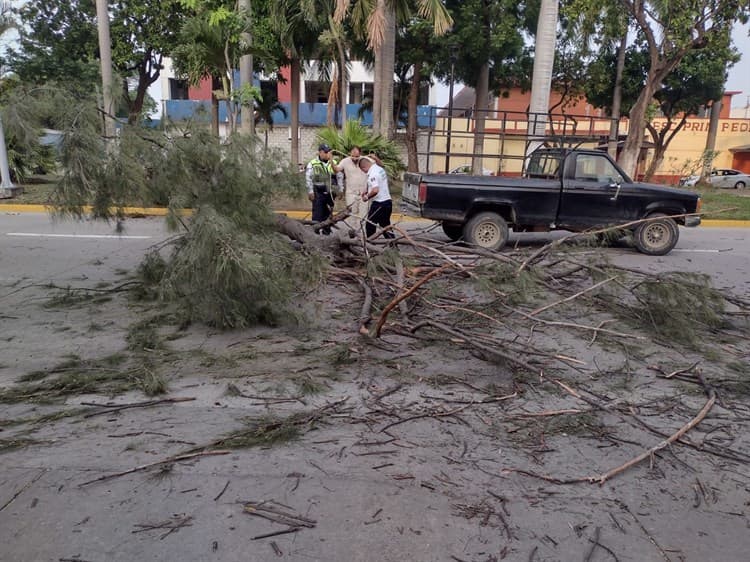 Caos vial en avenida Salvador Díaz Mirón por caída de árbol (+Video)