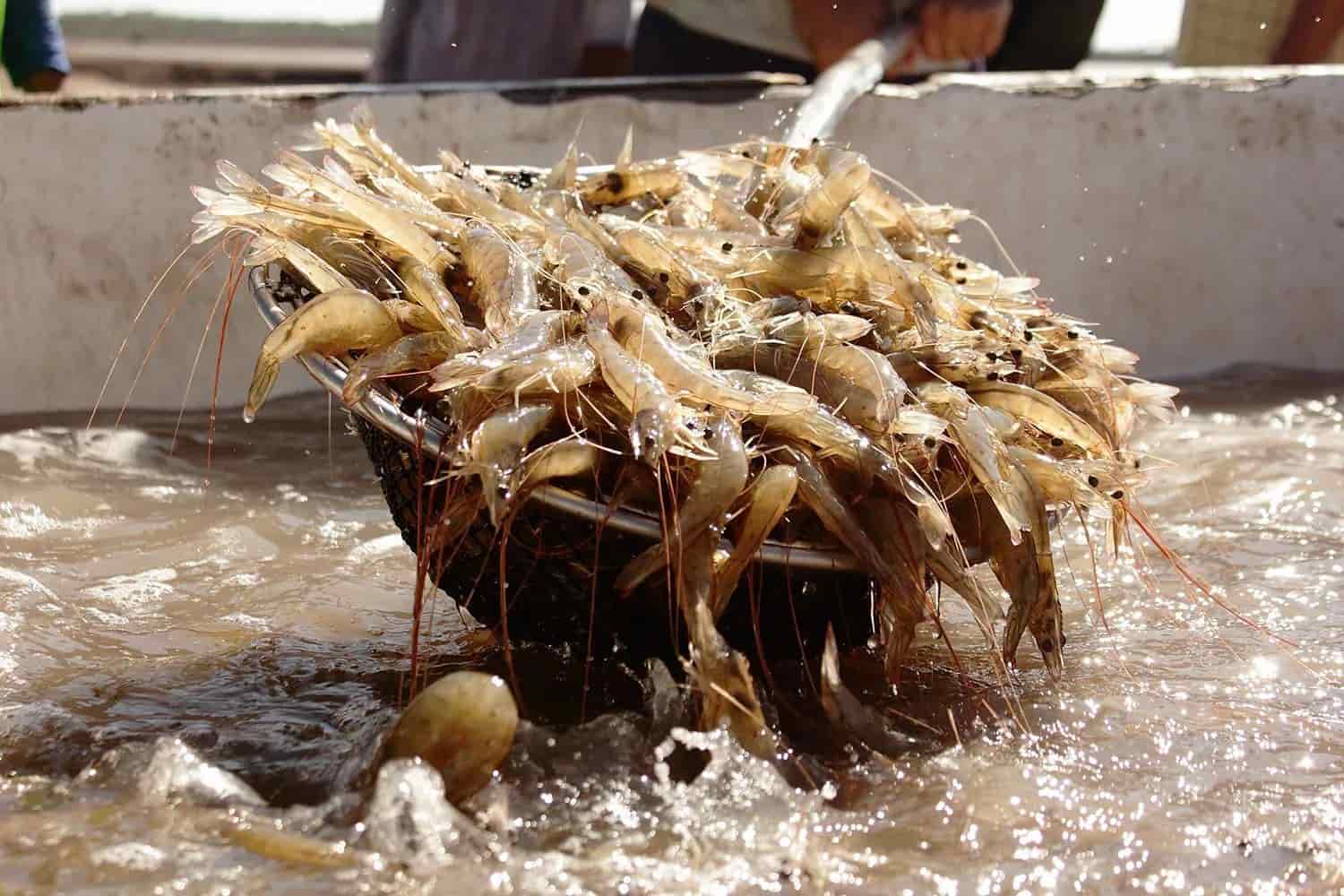 Con camarón de granja, pescaderías en Veracruz buscan repunte de ventas ante veda