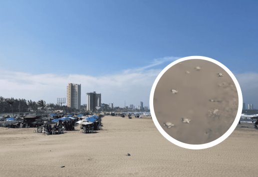 Eclosionan huevos de tortuga en playa de Boca del Río (+Video)