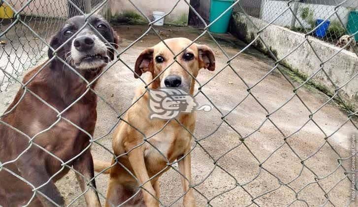 Se reportan hasta 15 denuncias diarias por maltrato animal en Coatzacoalcos