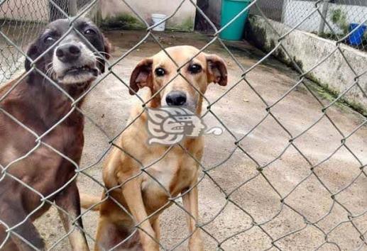 Al día, hasta 15 denuncias por maltrato animal en Coatzacoalcos