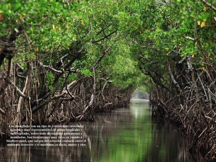 Don Efrén recuerda la Laguna de Pajaritos   Segunda parte