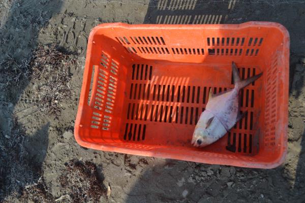 Ola de calor también afectaría a pescadores de Veracruz
