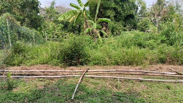 Director de Patrimonio Municipal de Nanchital derriba cercos con los que colonos protegen sus plantíos (+Video)