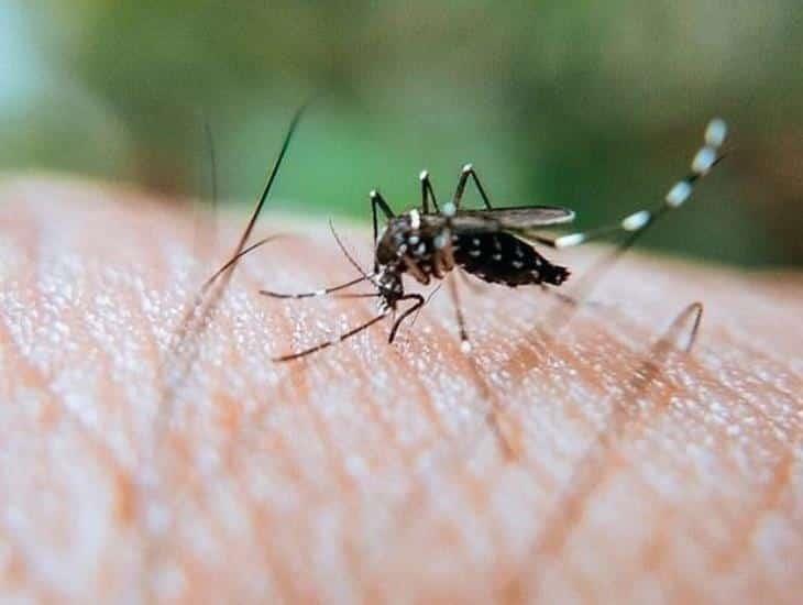 17 colonias en Boca del Río han sido fumigadas para la prevención del dengue