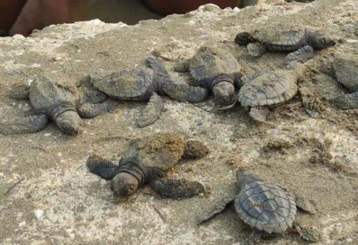 Eclosionan 20 huevos de tortuga en playas de Coatzacoalcos