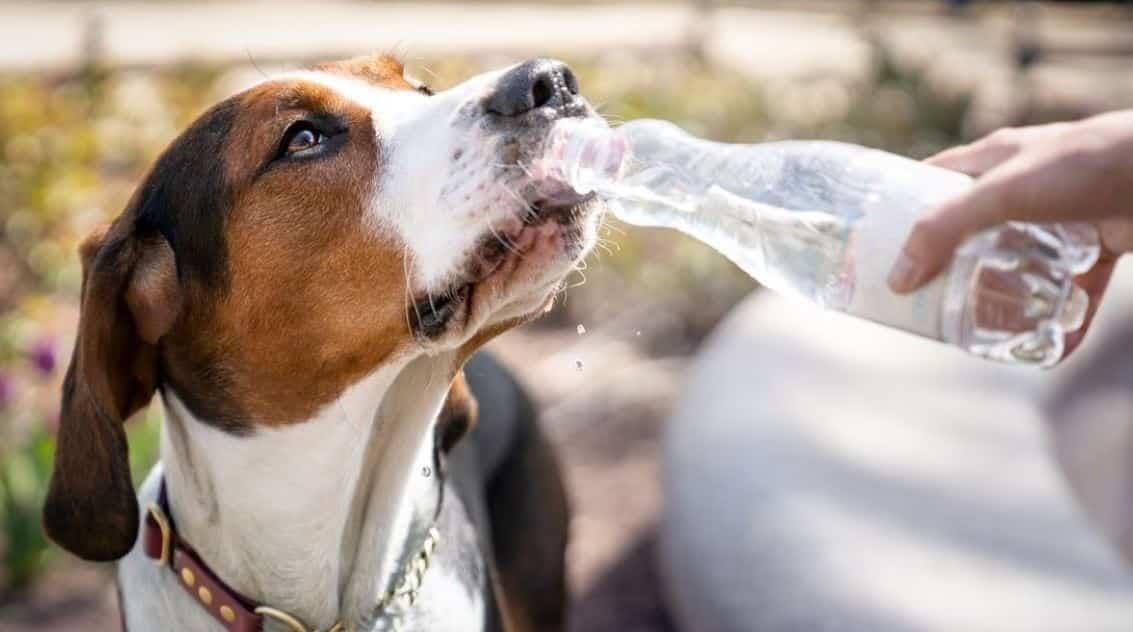 Exhortan a proteger a los perros por ola de calor en Veracruz