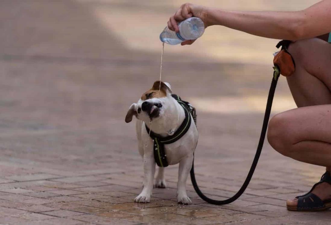 Alertan por golpe de calor que afecta a perros y otros animales