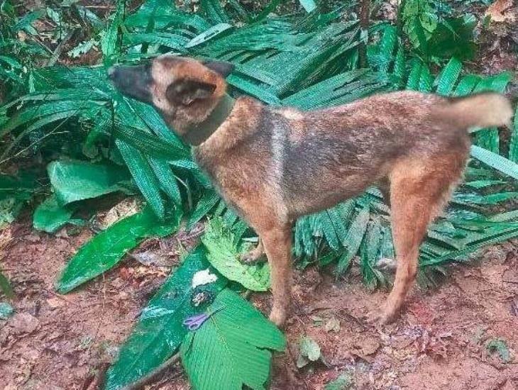 ¡No lo han olvidado! Perro Wilson es buscando por 70 militares en selva de Colombia