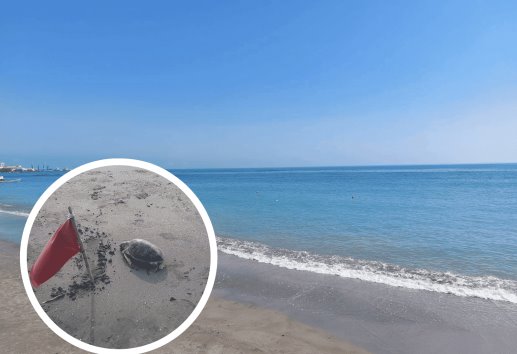 Aparece tortuga muerta en playa de Boca del Río