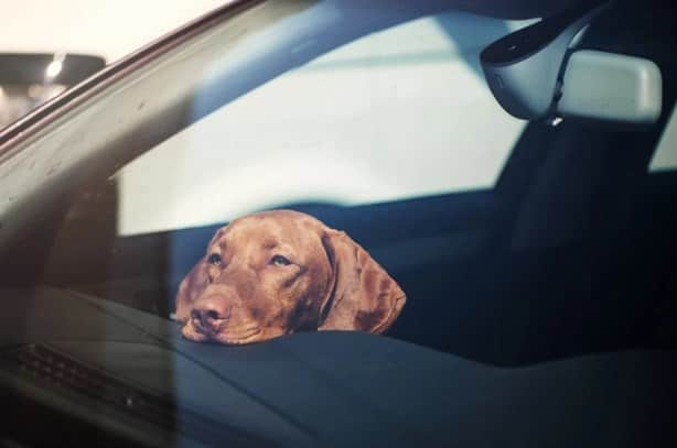 ¿Cómo saber si tu perro esta pasando por un golpe de calor?