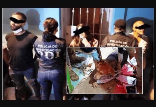 Rescatan a más de 60 perros en Coyoacán; vivían en terribles condiciones