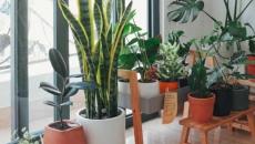 Las mejores plantas para bajar la temperatura de tu casa