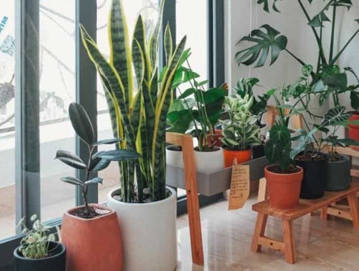 Plantas, las mejores opciones para refrescar tu casa