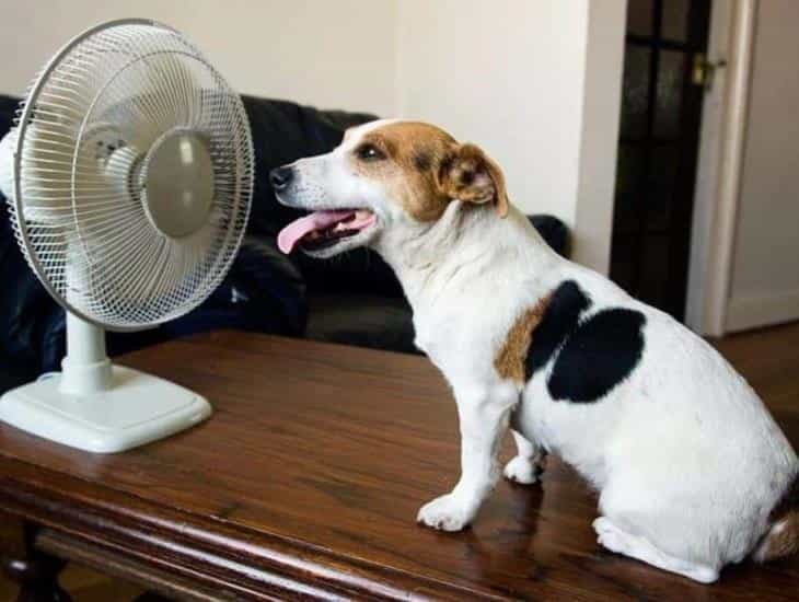 ¿Cómo saber si tu perro esta pasando por un golpe de calor?