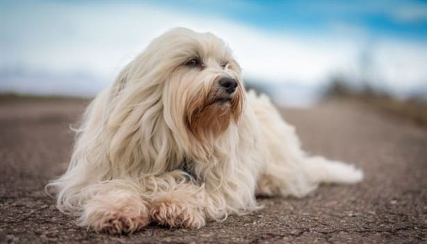 ¿Cómo saber si tu perro esta pasando por un golpe de calor?