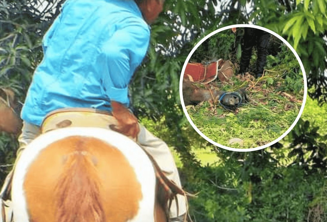 Muere Caballo por golpe de calor en Carrillo Puerto