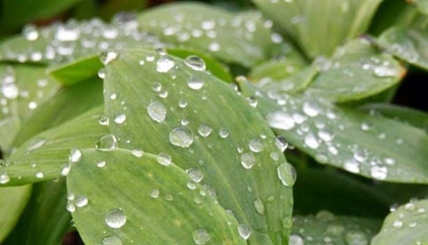 Plantas, las mejores opciones para refrescar tu casa