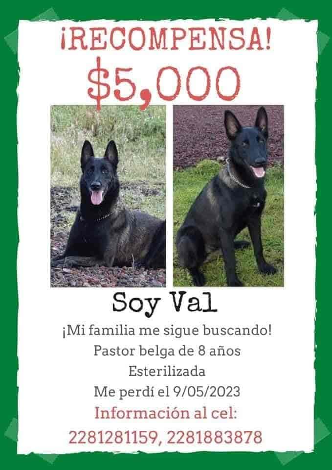 Buscan desesperadamente a perrita Val perdida en Xalapa