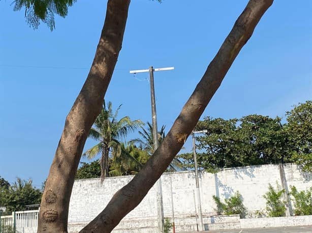 Dejan esposado a joven en un árbol, en Secundaria Técnica de Veracruz