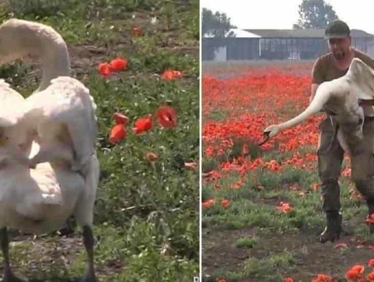 Cisnes se vuelven adictos a las amapolas ¡ni volar pueden! (+Video)