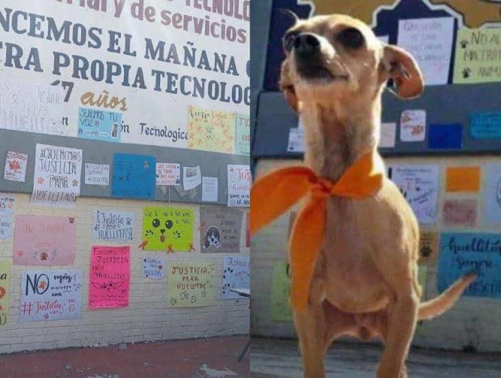 Adopta a lomito para torturarlo y lo presume en WhatsApp