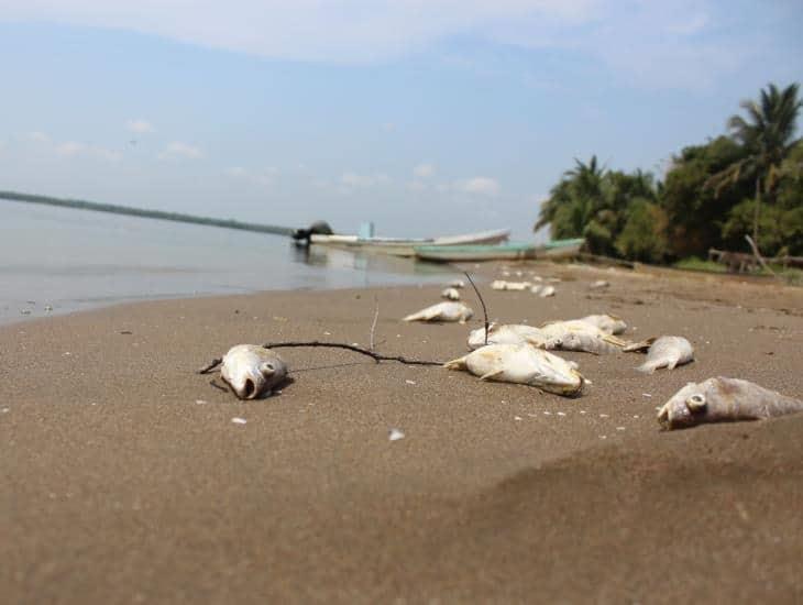 Aumenta la mortandad de peces y tortugas en costas del sur de Veracruz