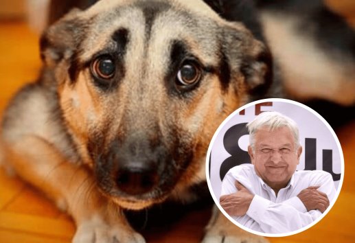 Presentará AMLO una iniciativa de reforma para la protección animal