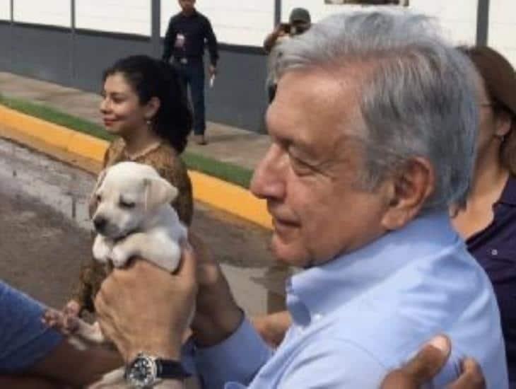 AMLO lanzará reforma para proteger animales tras casos de maltrato