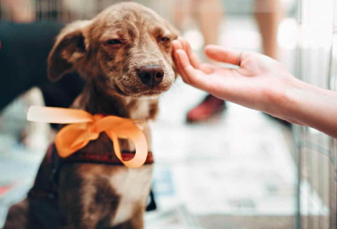 Invitan a la “Expo Adopta” un perro o gato en Boca del Río