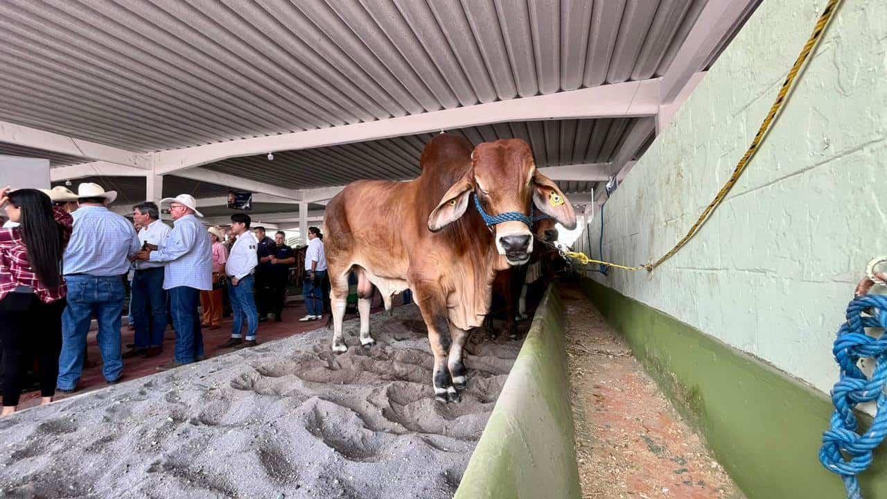 Anuncian la primera edición de la Expo Feria Agua Dulce