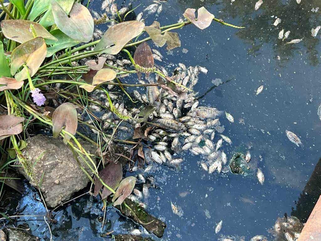 Calentamiento del agua provoca presunta muerte de peces en arroyos de Veracruz