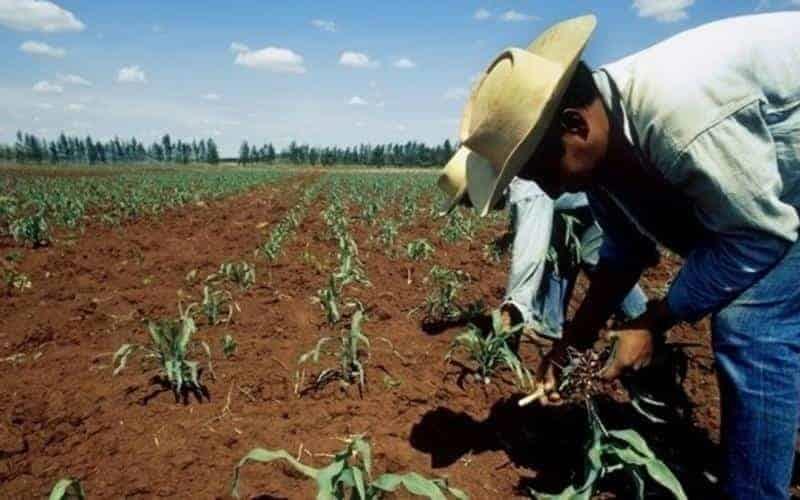 No hay retraso en programa Sembrado Vida en Centroamérica: AMLO