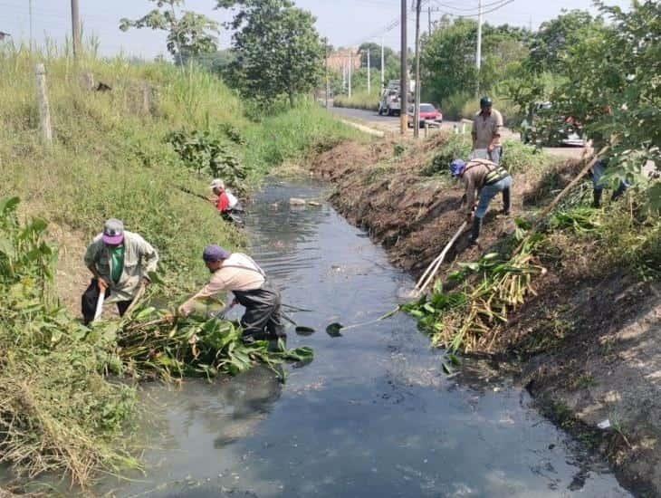 Limpian el foco de infección que causaba la mortandad de peces en la Candelaria