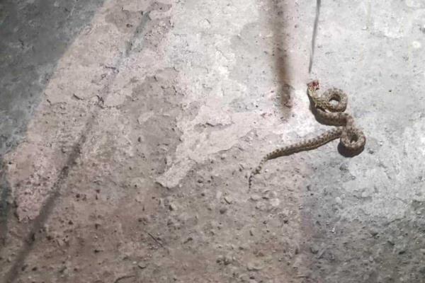 Atrapan serpiente mazacuata en vivienda de Úrsulo Galván