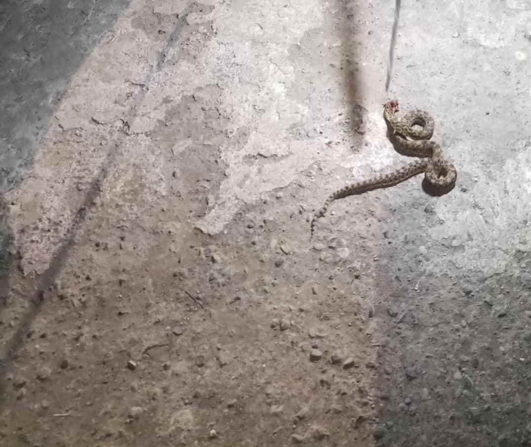 Agarran a serpiente mazacuata en Úrsulo Galván