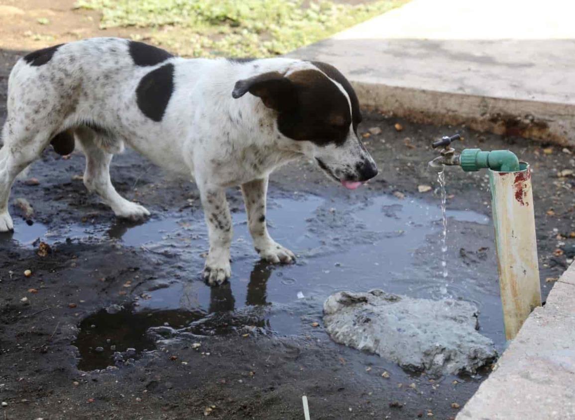 Marcharán en el Malecón de Coatzacoalcos por derechos de los animales