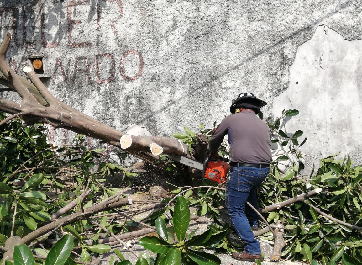 ¿Puedes derribar un árbol sin permiso en Veracruz?