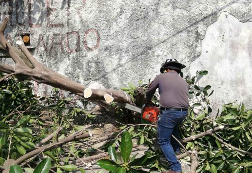 ¿Puedes derribar un árbol sin permiso en Veracruz?