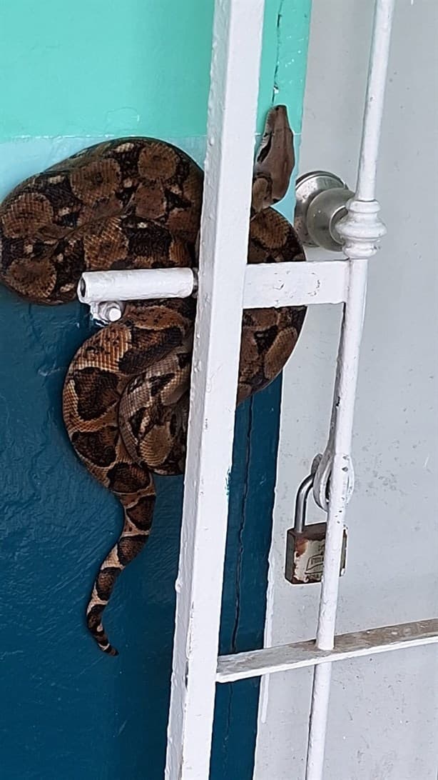 Serpiente los sorprende en oficinas municipales en Infonavit Río Medio