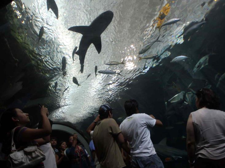 Aquarium de Veracruz reporta gran afluencia de turistas y nacimiento de pingüino