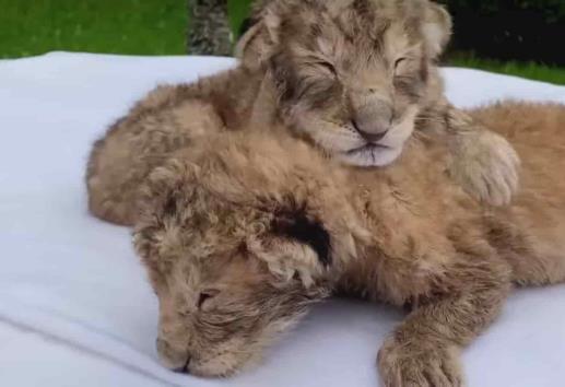 Bajo observación, cachorro de león rechazado por su madre en UMA Orizaba