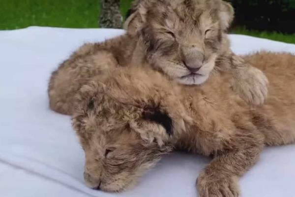 Bajo observación, cachorro de león rechazado por su madre en UMA Orizaba