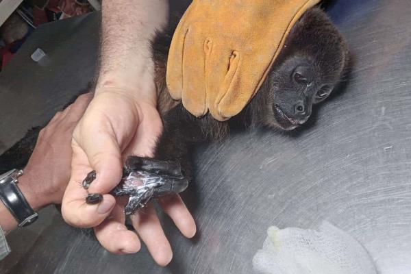 Monos aulladores también fueron víctimas del calor al sur de Veracruz