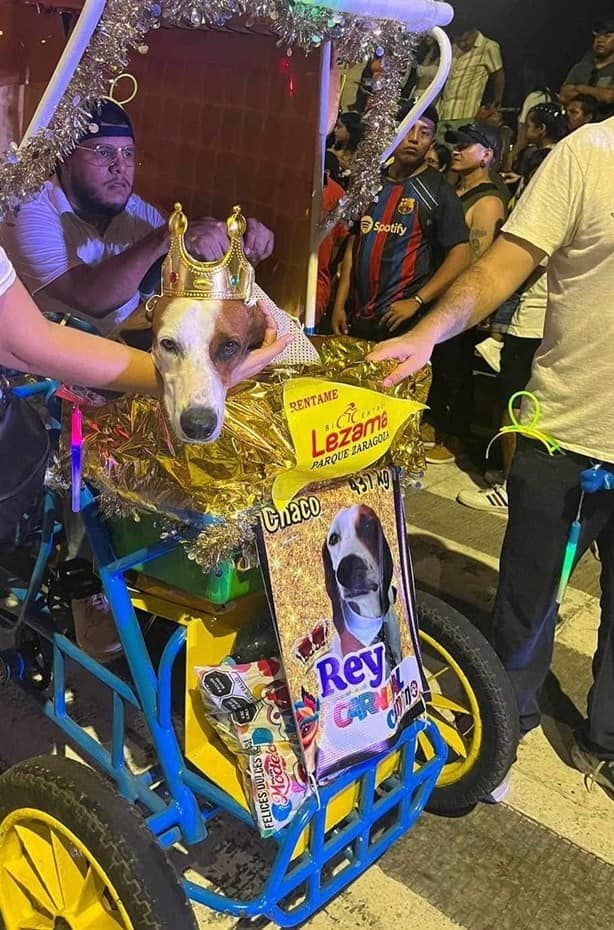 “Chaco”, primer rey canino que causó sensación en los desfiles del Carnaval de Veracruz 2023