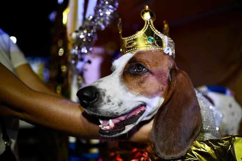 “Chaco”, primer rey canino que causó sensación en los desfiles del Carnaval de Veracruz 2023